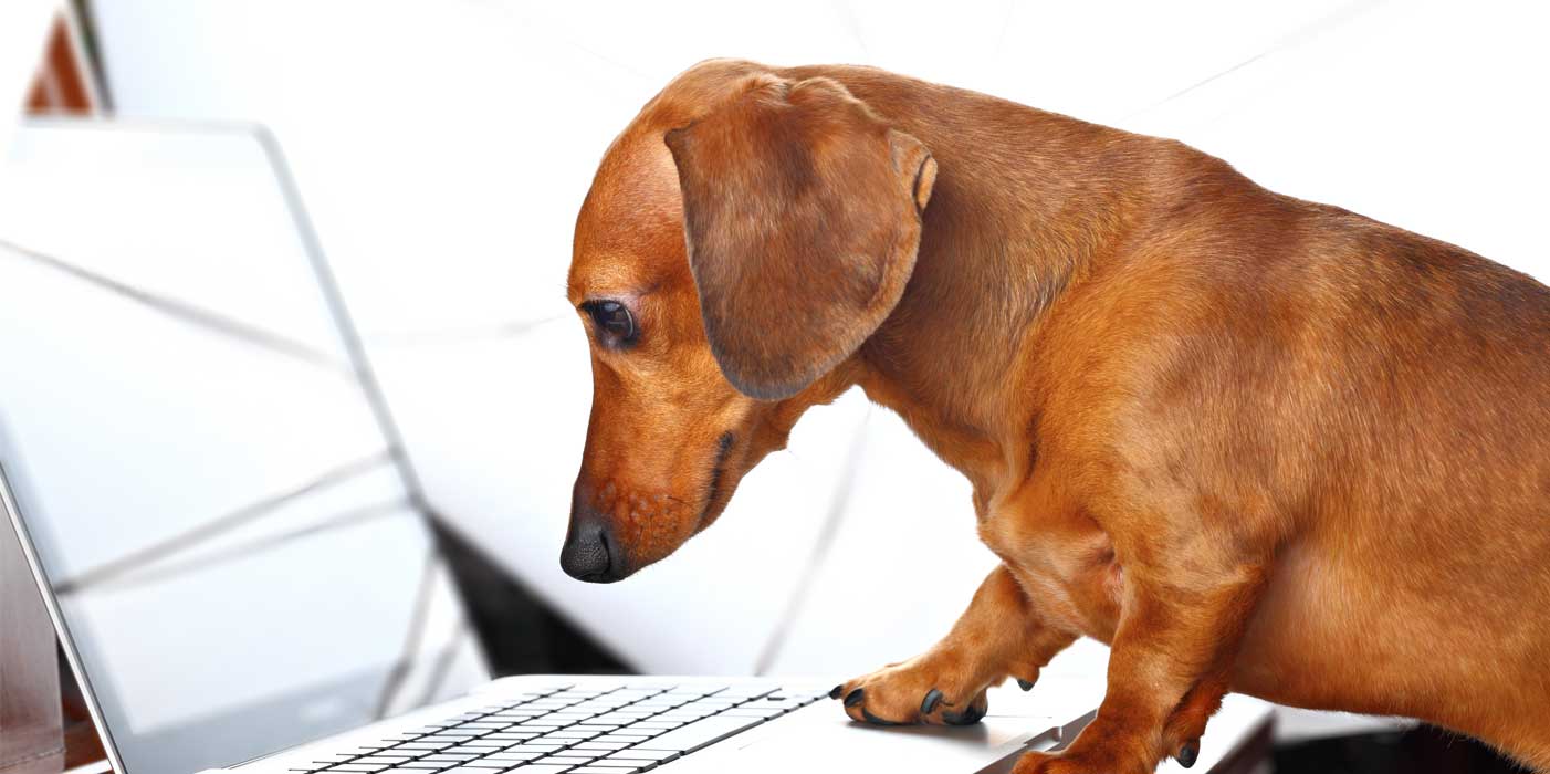 Passionate About Pets